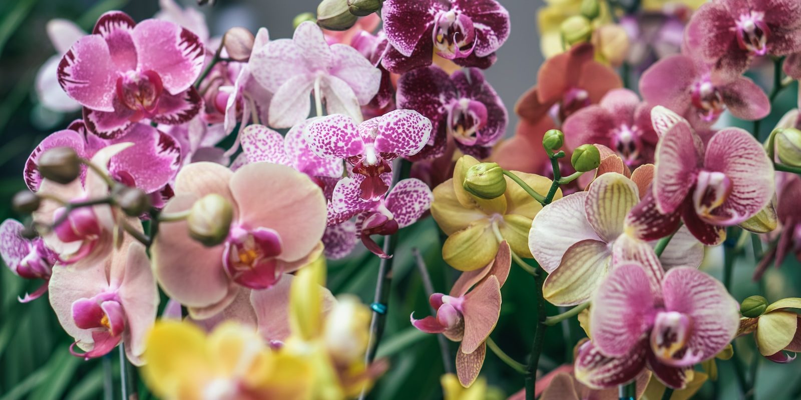 pink and yellow flowers